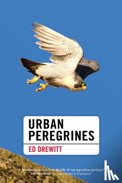 Drewitt, Ed - Urban Peregrines