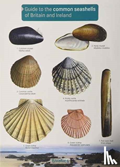 Field Studies Council, Chris - Guide to the Common Seashells of Britain and Ireland