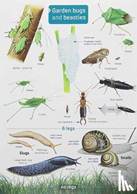 Farley-Brown, Rebecca - Garden Bugs and Beasties