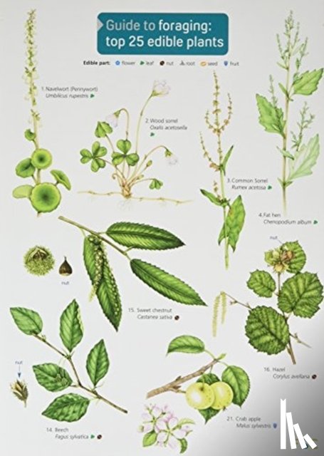Cremona, Clare - Guide to Foraging: Top 25 Edible Plants