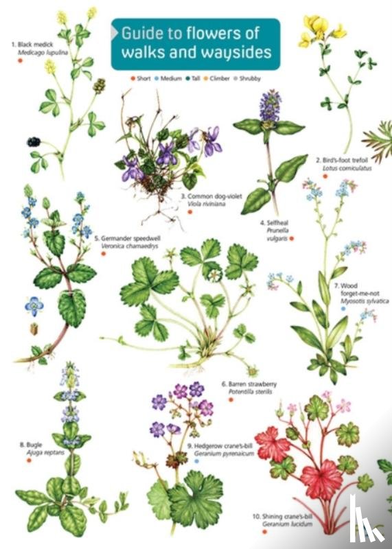 Farley-Brown, Rebecca - Guide to flowers of walks and waysides