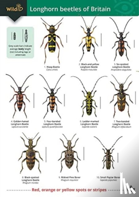 Heeney, Wil, Potts, Katy - Guide to longhorn beetles of Britain