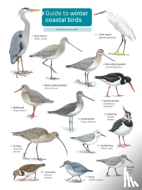 Loughran, Sue - Guide to winter coastal birds