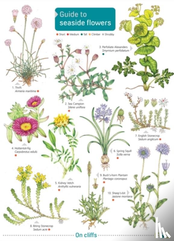 Norman, Simon - Seaside Flowers