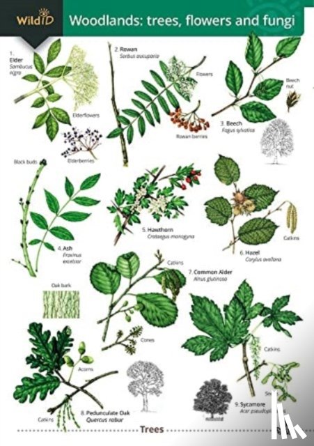 Trehern, Rebekah - Woodlands: trees, flowers and fungi