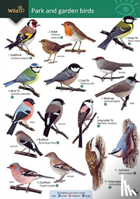 Farley-Brown, Rebecca - Park and garden birds