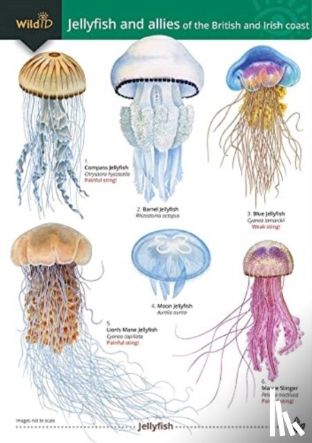 Trehern, Rebekah - Jellyfish and allies of the British and Irish Coast