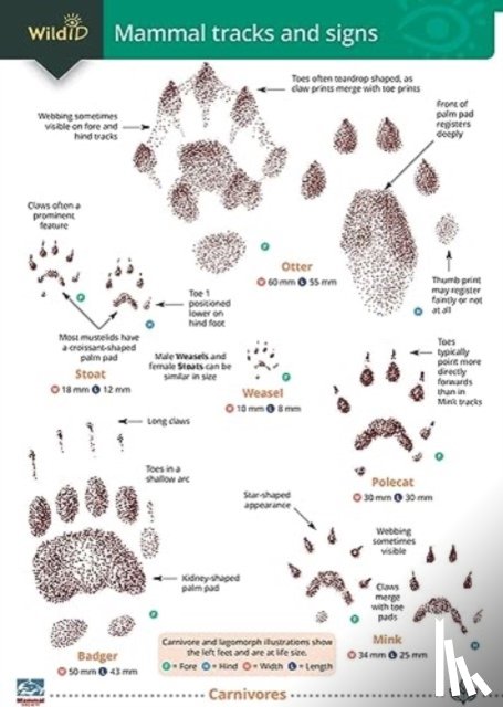Puplett, Dan - Mammal tracks and signs