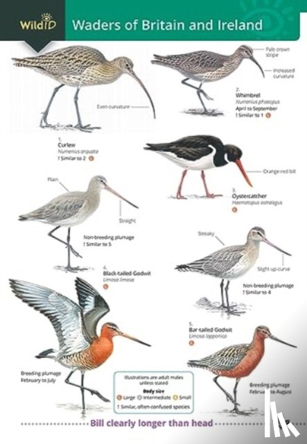 Docker, Stephen, Offord, Keith - Wader of Britain and Ireland
