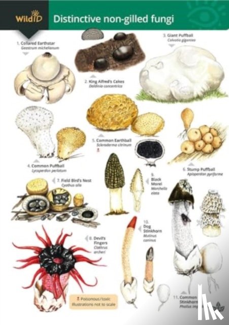 Kibby, Geoffrey, Docker, Stephen, Farley-Brown, Rebecca - Distinctive non-gilled fungi