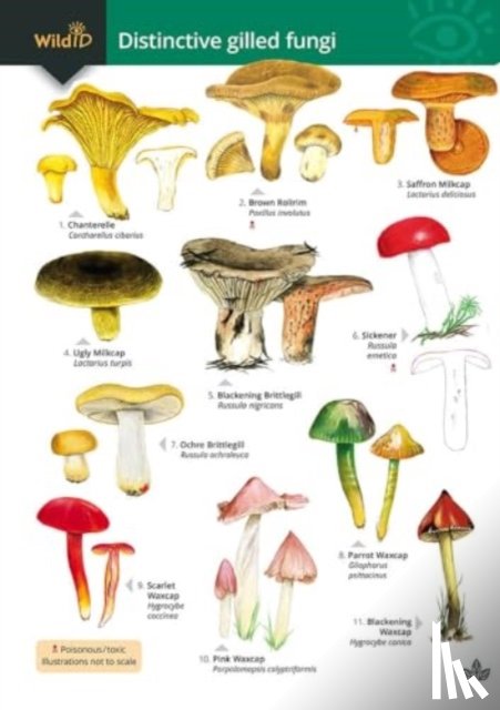 Kibby, Geoffrey, Docker, Stephen, Farley-Brown, Rebecca - Distinctive gilled fungi