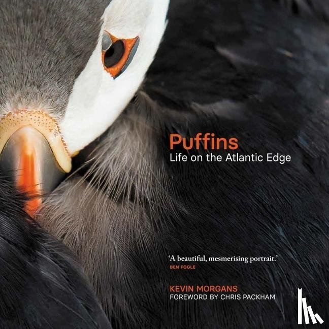 Morgans, Kevin - Puffins