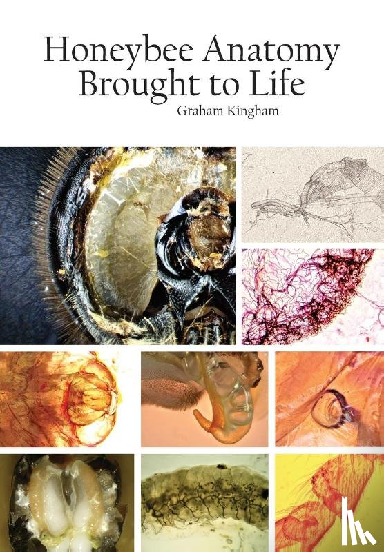 Kingham, Graham - Honeybee Anatomy Brought to Life