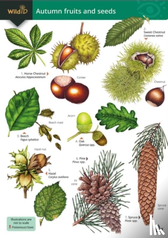 Farley-Brown, Rebecca, Norman, Simon - Autumn fruits and seeds
