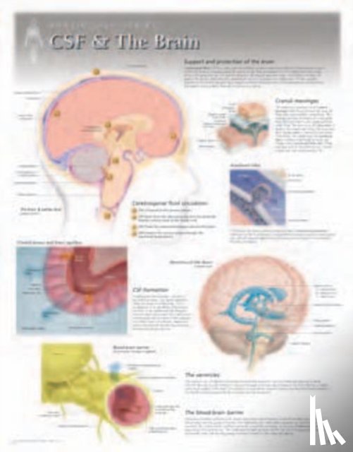 Scientific Publishing - CSF & the Brain Laminated Poster