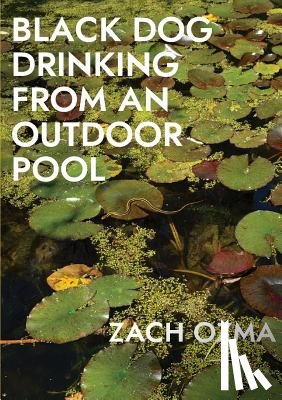 Ozma, Zach - Black Dog Drinking from an Outdoor Pool