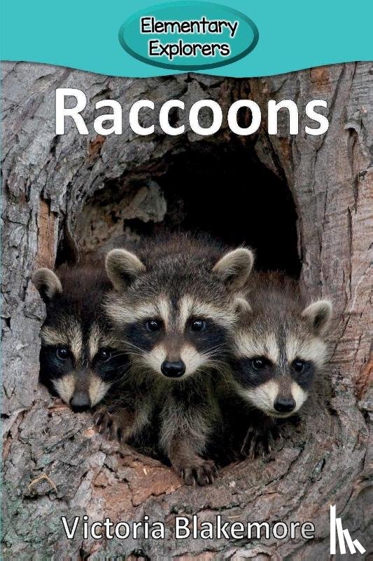 Blakemore, Victoria - Raccoons