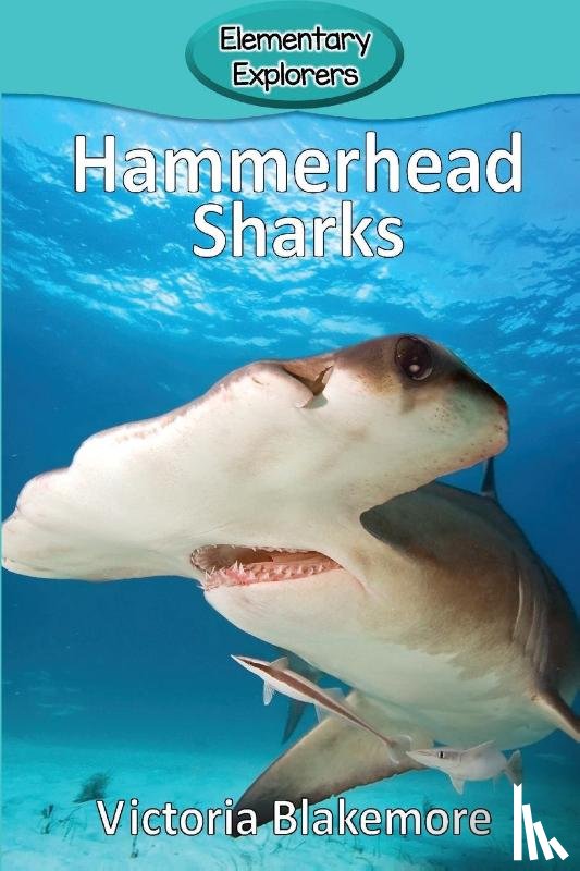 Blakemore, Victoria - Hammerhead Sharks