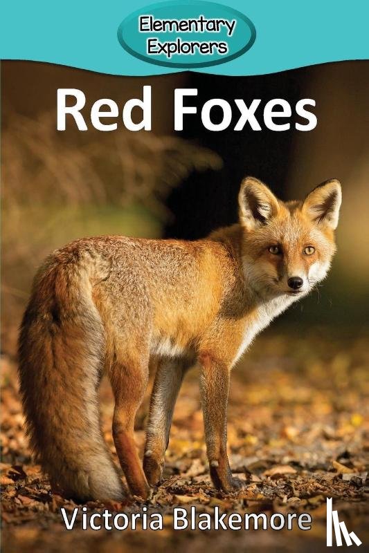 Blakemore, Victoria - Red Foxes