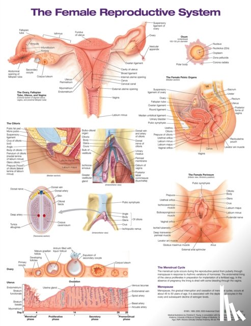 Anatomical Chart Company - The Female Reproductive System Anatomical Chart