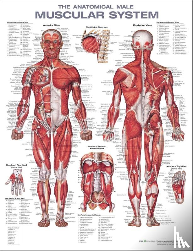  - The Anatomical Male Muscular System Anatomical Chart