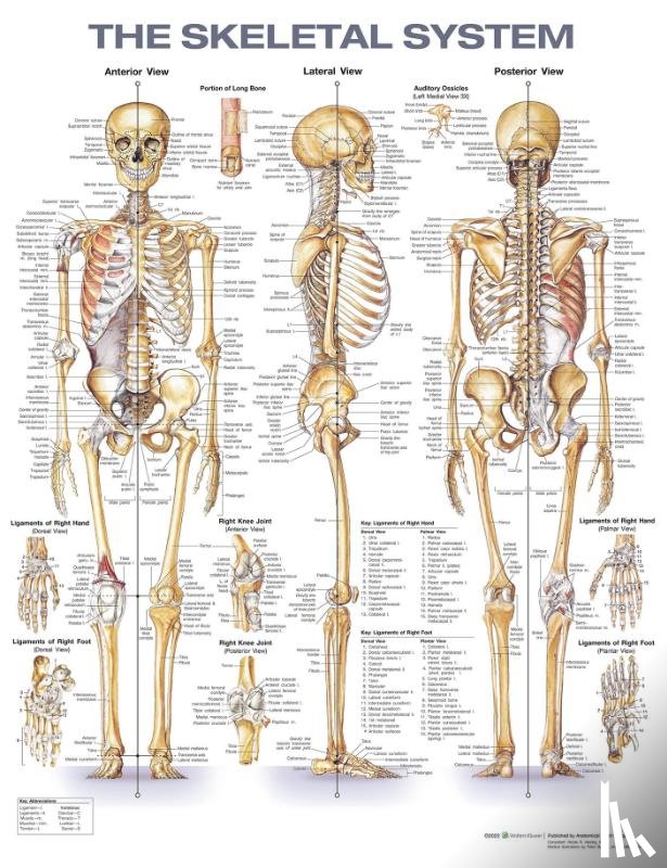  - The Skeletal System Anatomical Chart