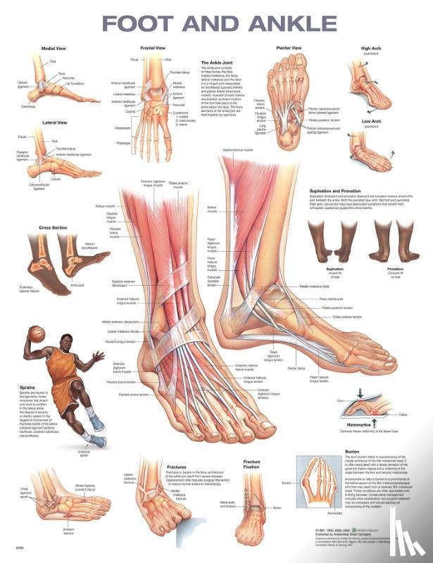  - Foot and Ankle Anatomical Chart