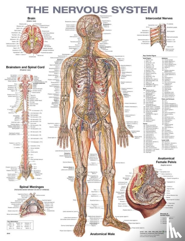  - The Nervous System Anatomical Chart