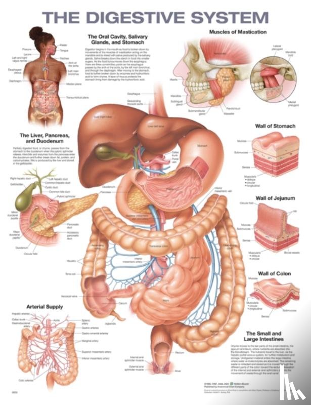 Anatomical Chart Company - The Digestive System Anatomical Chart