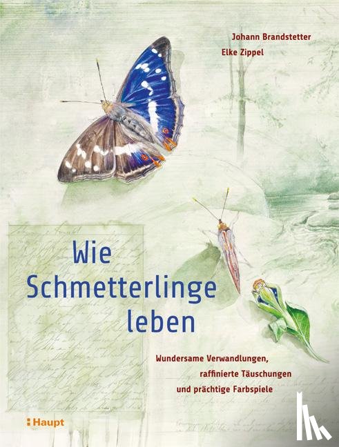 Brandstetter, Johann, Zippel, Elke - Wie Schmetterlinge leben