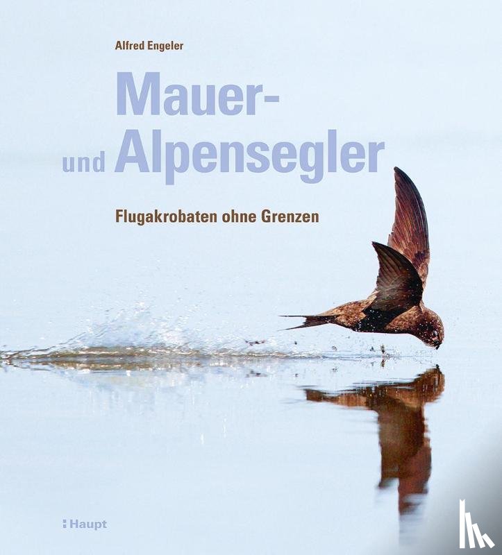 Engeler, Alfred - Mauer- und Alpensegler