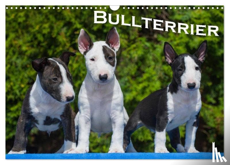 Bullterrier, Bullterrier - Bullterrier (Wandkalender 2024 DIN A3 quer), CALVENDO Monatskalender