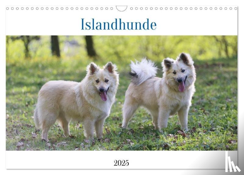 Neusinger-Wenst, Tonja - Islandhunde (Wandkalender 2025 DIN A3 quer), CALVENDO Monatskalender