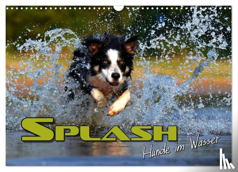 Bleicher, Renate - SPLASH - Hunde im Wasser (Wandkalender 2025 DIN A3 quer), CALVENDO Monatskalender