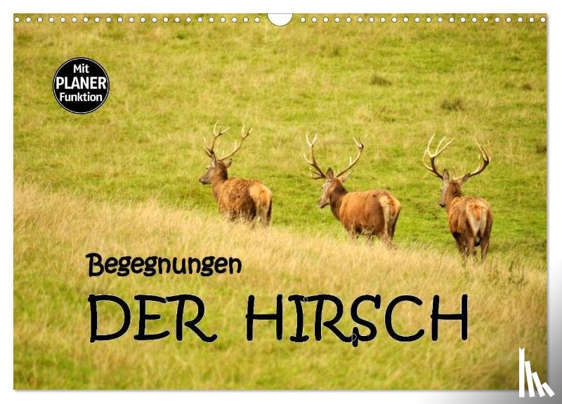 Gugigei, Gugigei - Begegnungen. DER HIRSCH (Wandkalender 2025 DIN A3 quer), CALVENDO Monatskalender