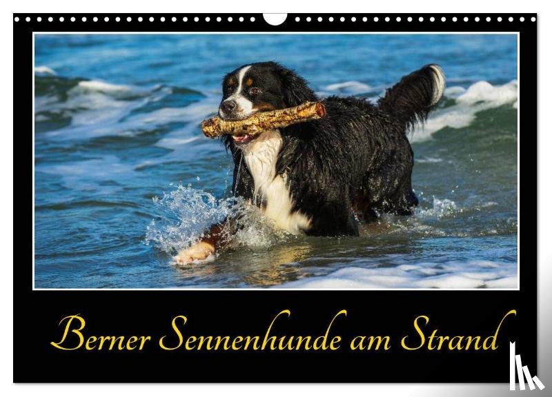 Starick, Sigrid - Berner Sennenhunde am Strand (Wandkalender 2025 DIN A3 quer), CALVENDO Monatskalender