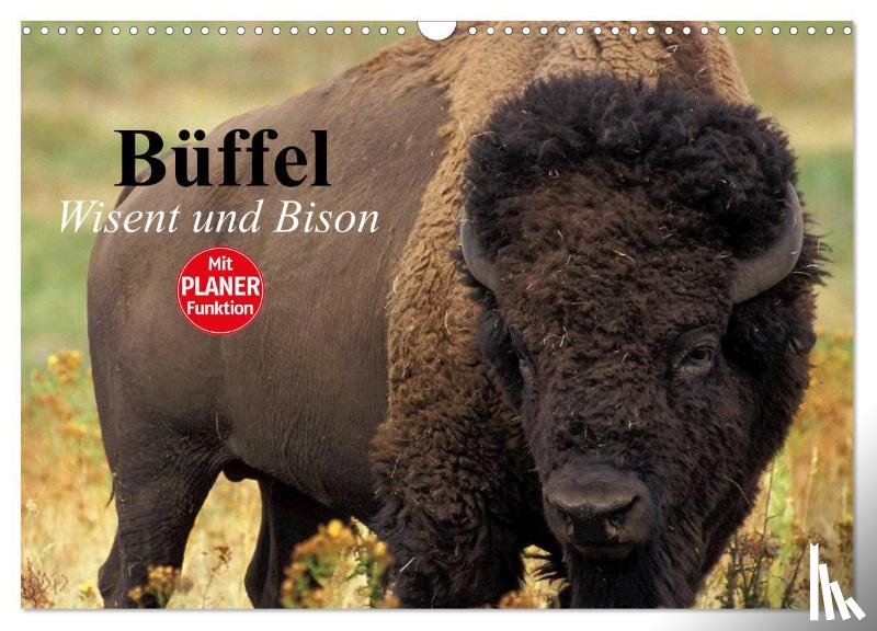 Stanzer, Elisabeth - Büffel. Wisent und Bison (Wandkalender 2025 DIN A3 quer), CALVENDO Monatskalender
