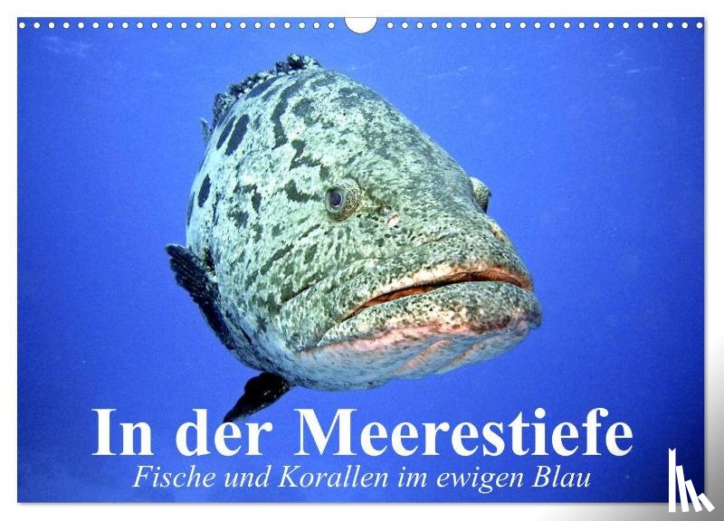 Stanzer, Elisabeth - In der Meerestiefe. Fische und Korallen im ewigen Blau (Wandkalender 2025 DIN A3 quer), CALVENDO Monatskalender