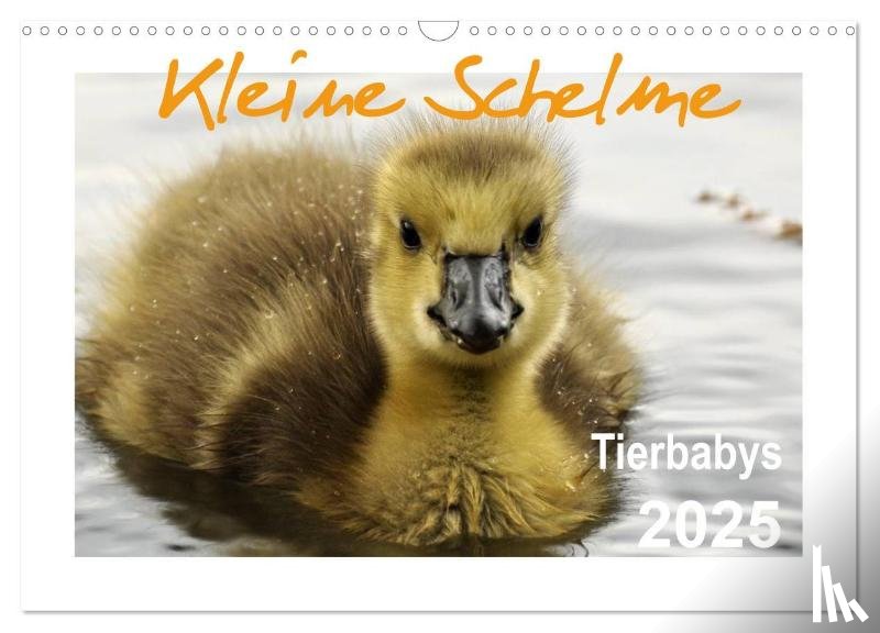 Düll, Sigrun - Kleine Schelme - Tierbabys (Wandkalender 2025 DIN A3 quer), CALVENDO Monatskalender
