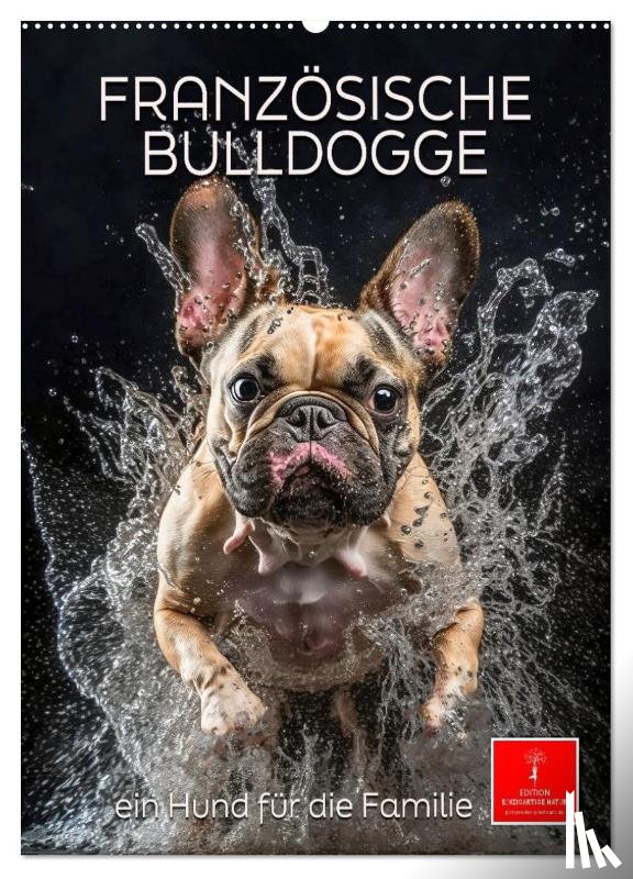 Roder, Peter - Französische Bulldogge - ein Hund für die Familie (Wandkalender 2025 DIN A2 hoch), CALVENDO Monatskalender