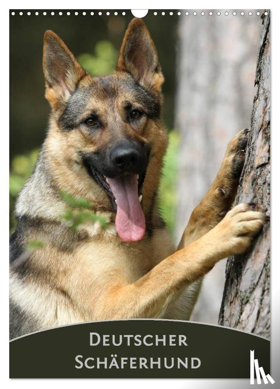 Steininger, Claudia - Deutscher Schäferhund (Wandkalender 2025 DIN A3 hoch), CALVENDO Monatskalender