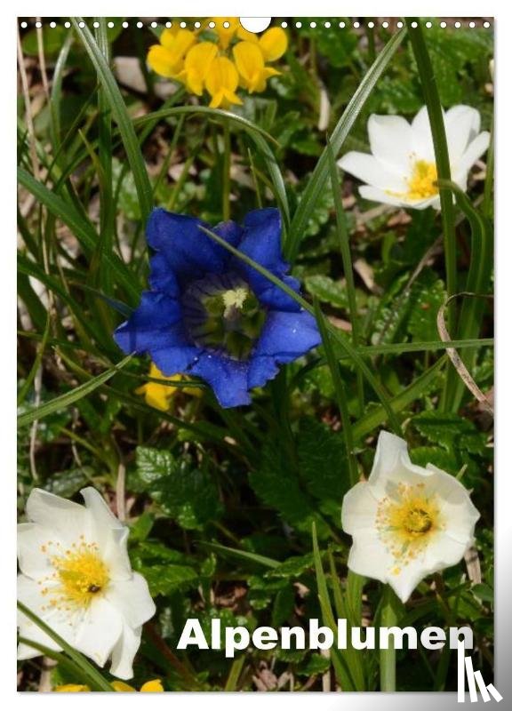 Haas, Willi - Alpenblumen (Wandkalender 2025 DIN A3 hoch), CALVENDO Monatskalender