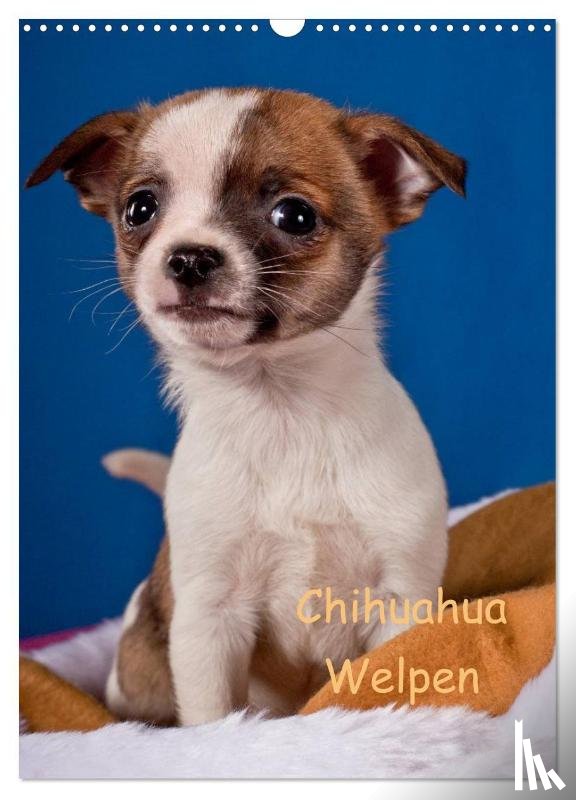 Wejat-Zaretzke, Gabriela - Chihuahua Welpen (Wandkalender 2025 DIN A3 hoch), CALVENDO Monatskalender