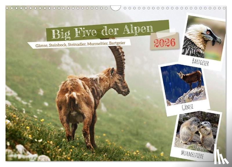 Michel, Susan - Big Five der Alpen Gämse, Steinbock, Murmeltier, Steinadler, Bartgeier (Wandkalender 2026 DIN A3 quer), CALVENDO Monatskalender