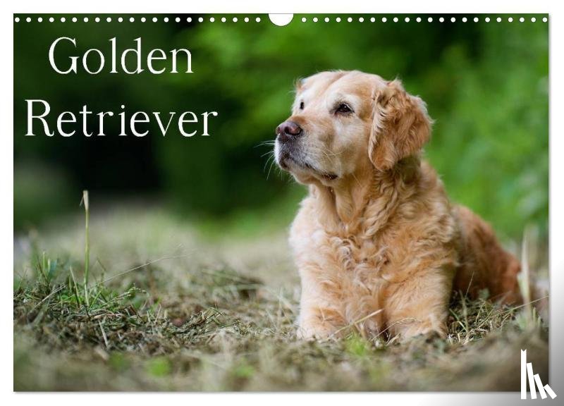 Noack, Nicole - Golden Retriever (Wandkalender 2026 DIN A3 quer), CALVENDO Monatskalender