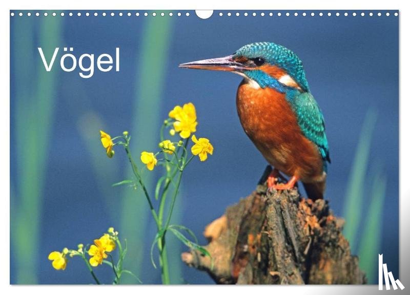 McPHOTO, McPHOTO - Vögel (Wandkalender 2026 DIN A3 quer), CALVENDO Monatskalender