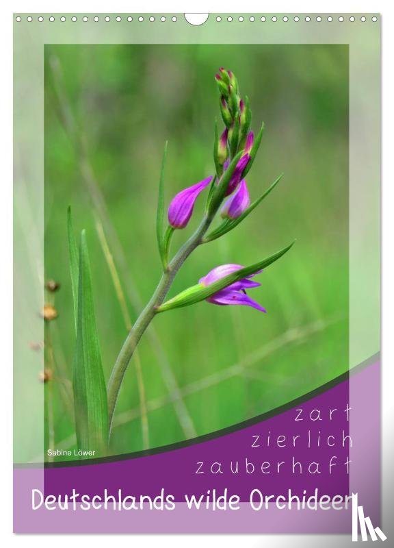 Löwer, Sabine - Deutschlands wilde Orchideen (Wandkalender 2026 DIN A3 hoch), CALVENDO Monatskalender