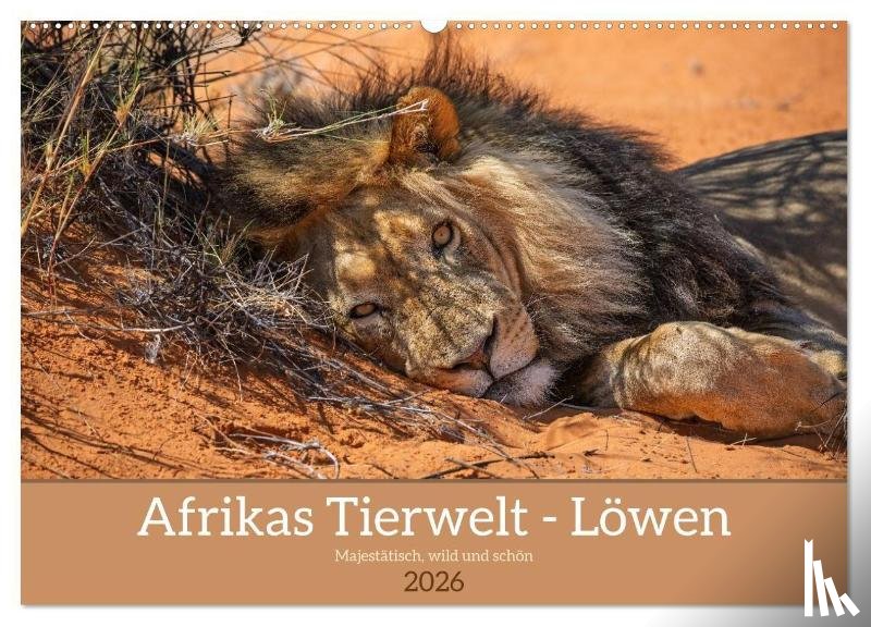 Voß, Michael - Afrikas Tierwelt - Löwen (Wandkalender 2026 DIN A2 quer), CALVENDO Monatskalender