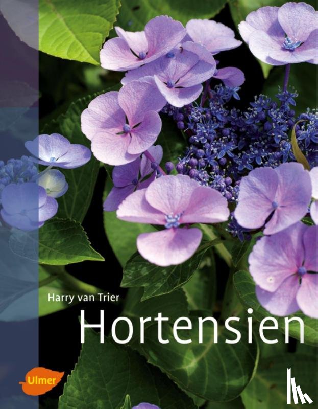 Trier, Harry van - Hortensien