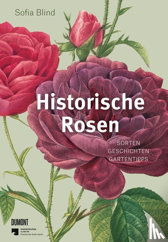 Blind, Sofia - Historische Rosen